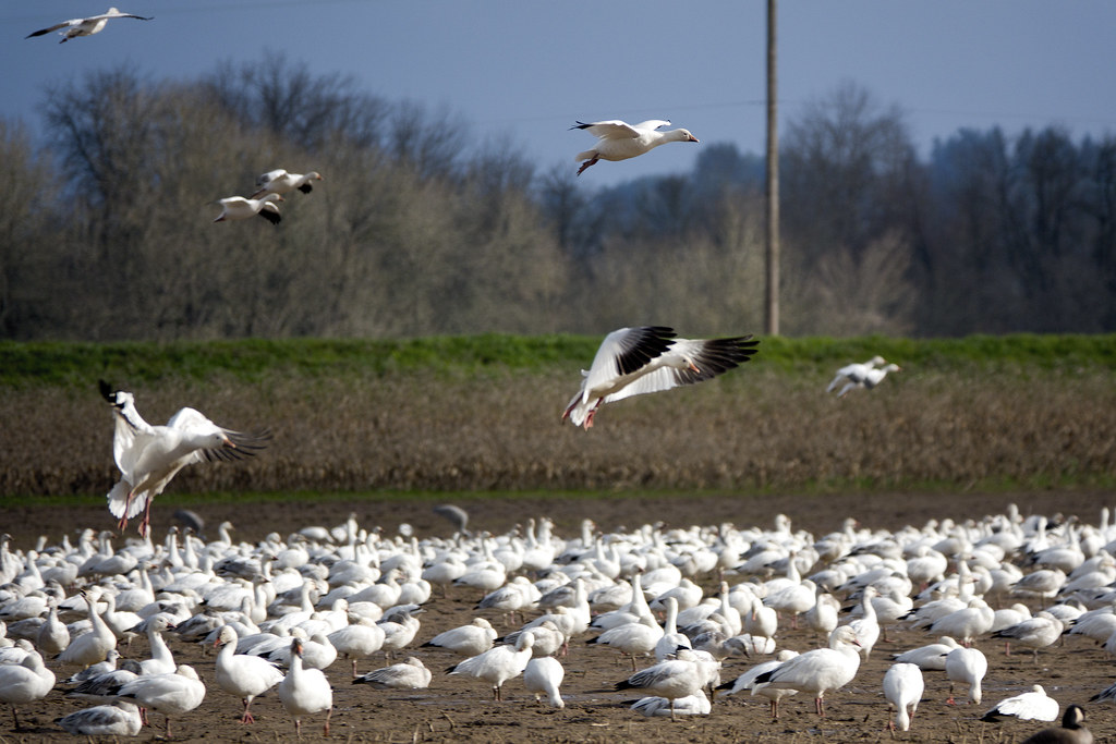 A large flock of snow geese gathers in a field.