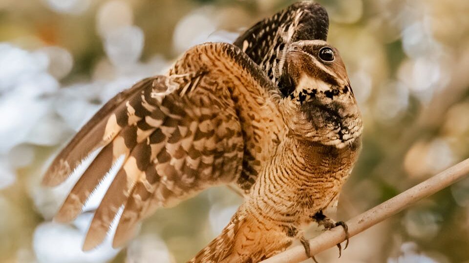Nightjar perched on branch with wings outstretched