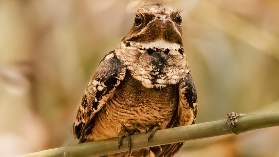 Nightjar facing forward while perched on a green branch