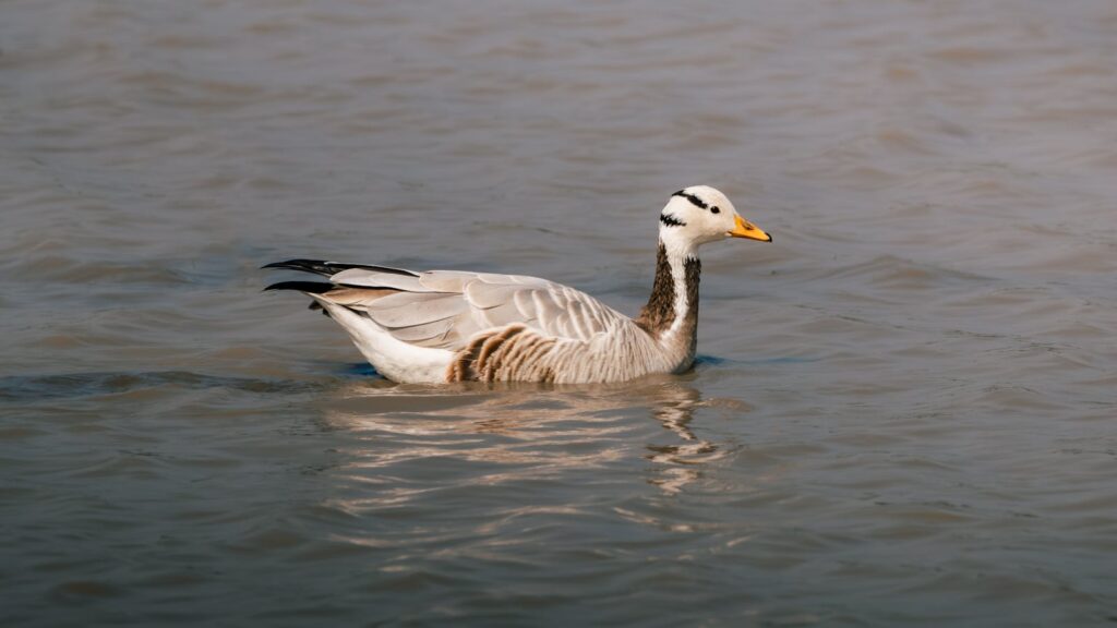 Serene bar-headed goose gracefully swimming in tranquil lake waters.