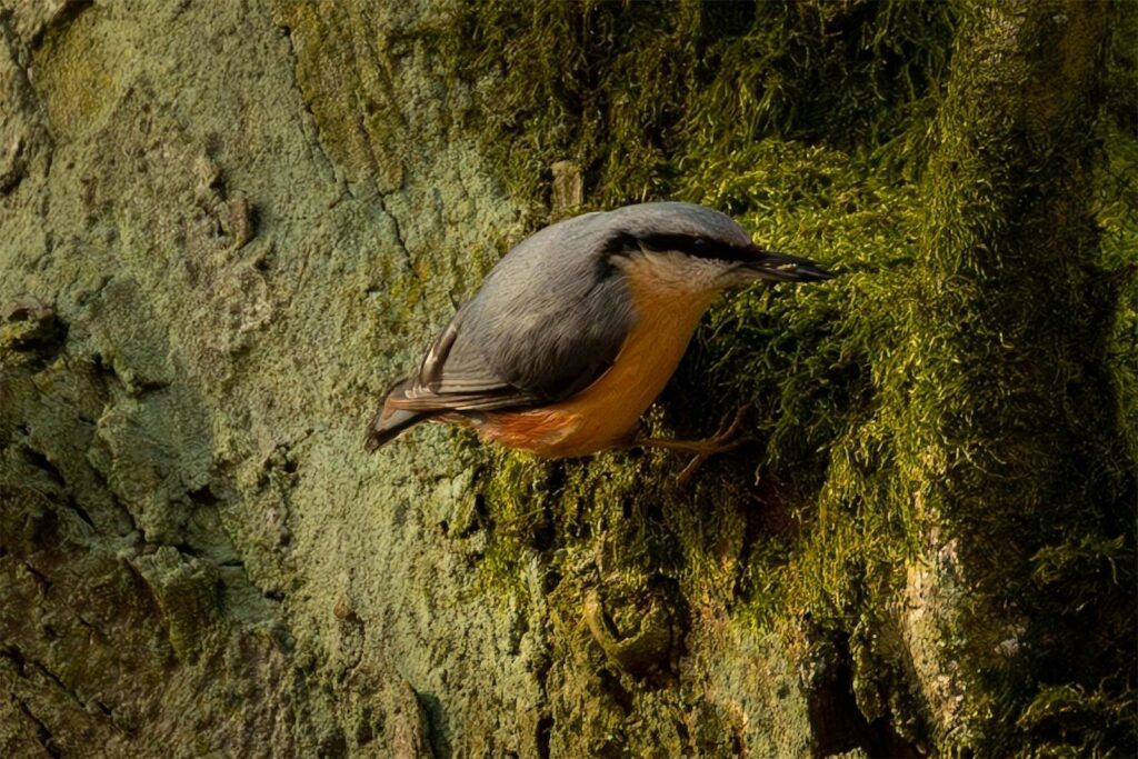 Eurasian nuthatch perched on a moss-covered tree trunk, showcasing natural habitat.