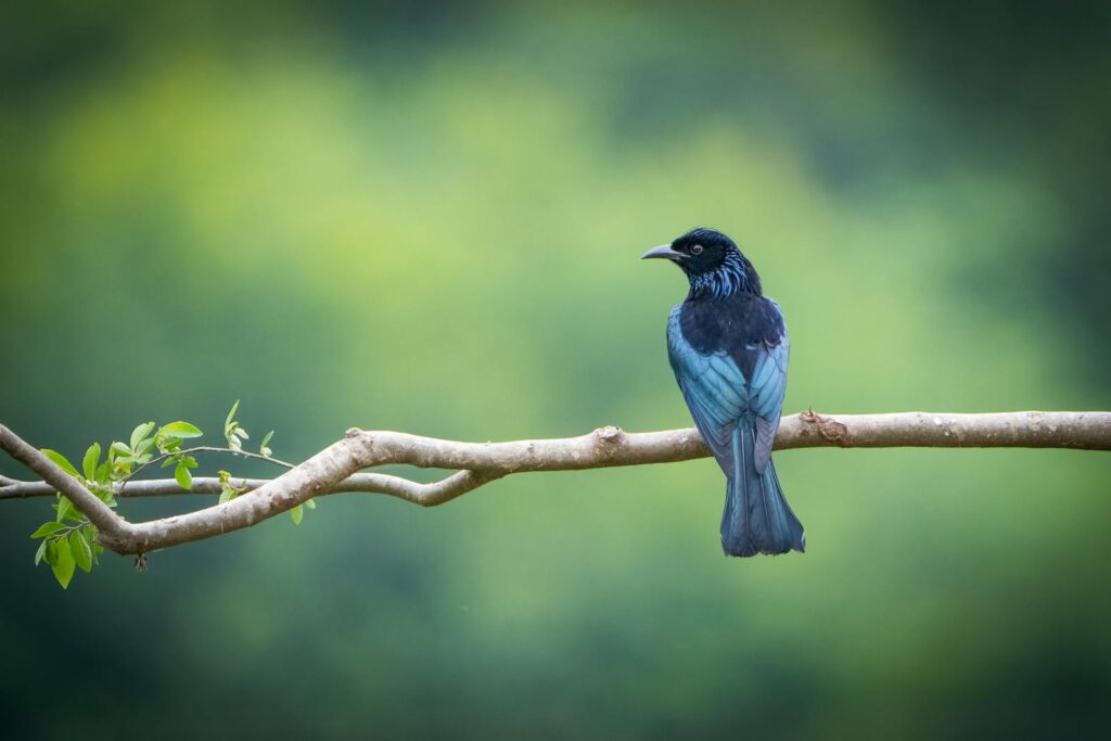 A stunning Fork-tailed Drongo bird sitting on a tree branch against a blurred green background.