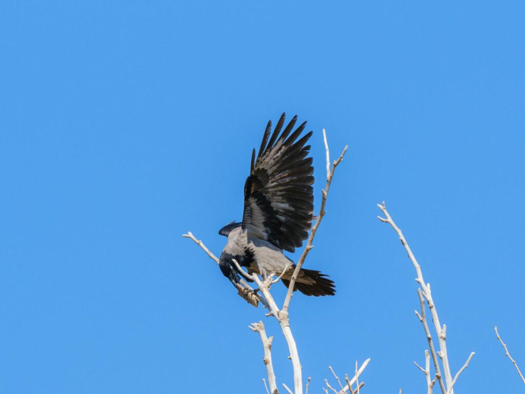 A hooded crow spreads its wings atop a bare tree against a bright blue sky.