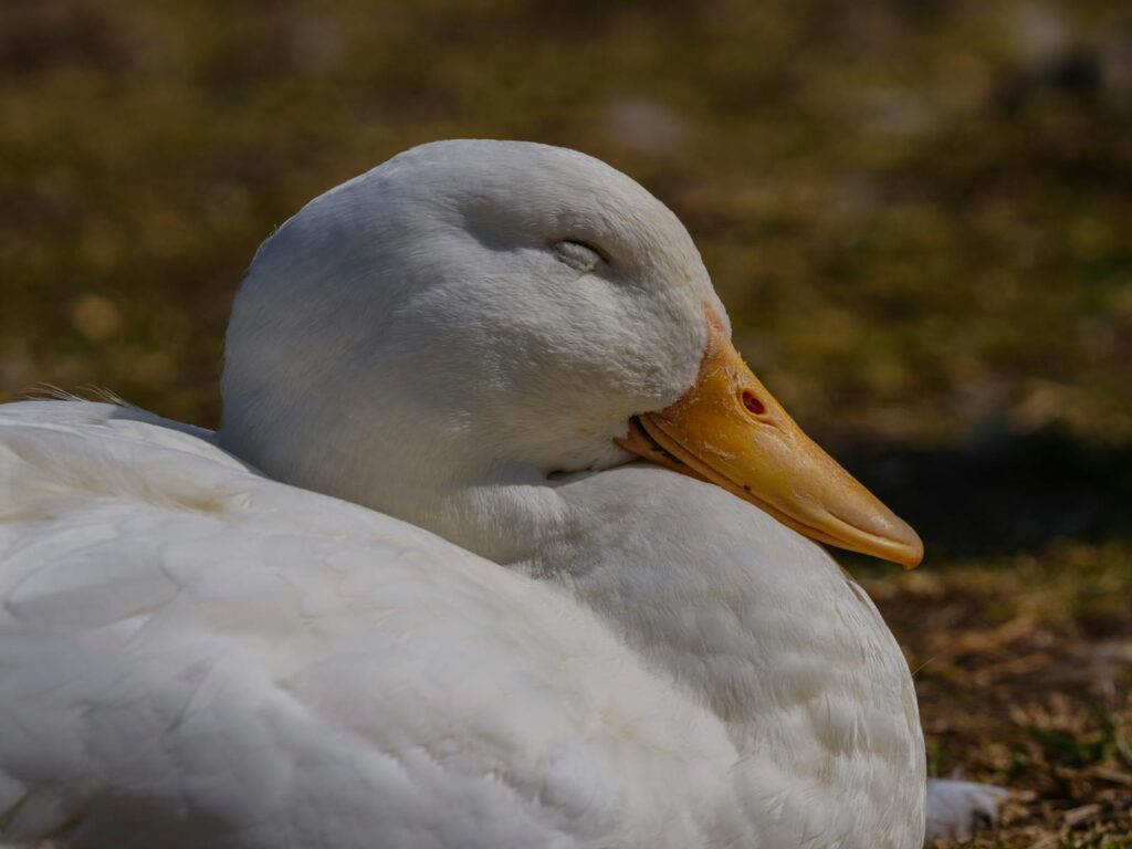 A serene white duck with closed eyes resting by the lakeside on a sunny day.