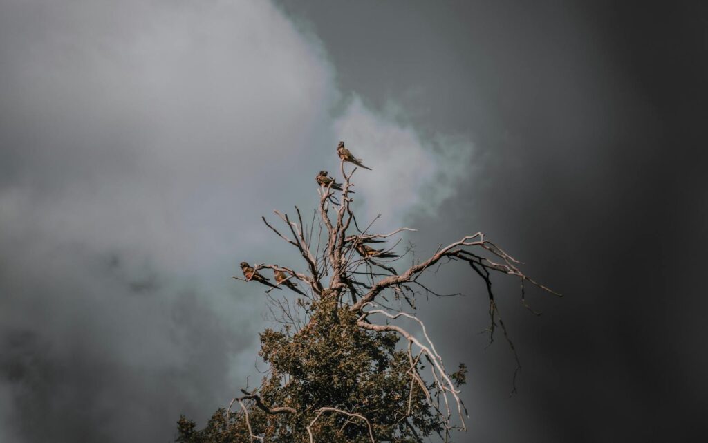 A dramatic scene of birds perched on a barren tree under a stormy sky in Santiago, Chile.