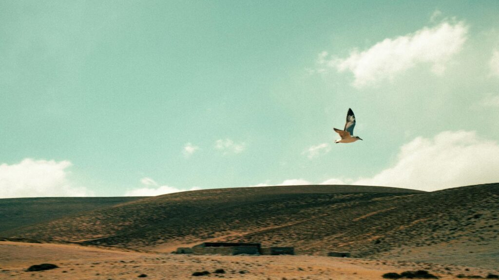 Lone bird soaring above expansive desert landscape