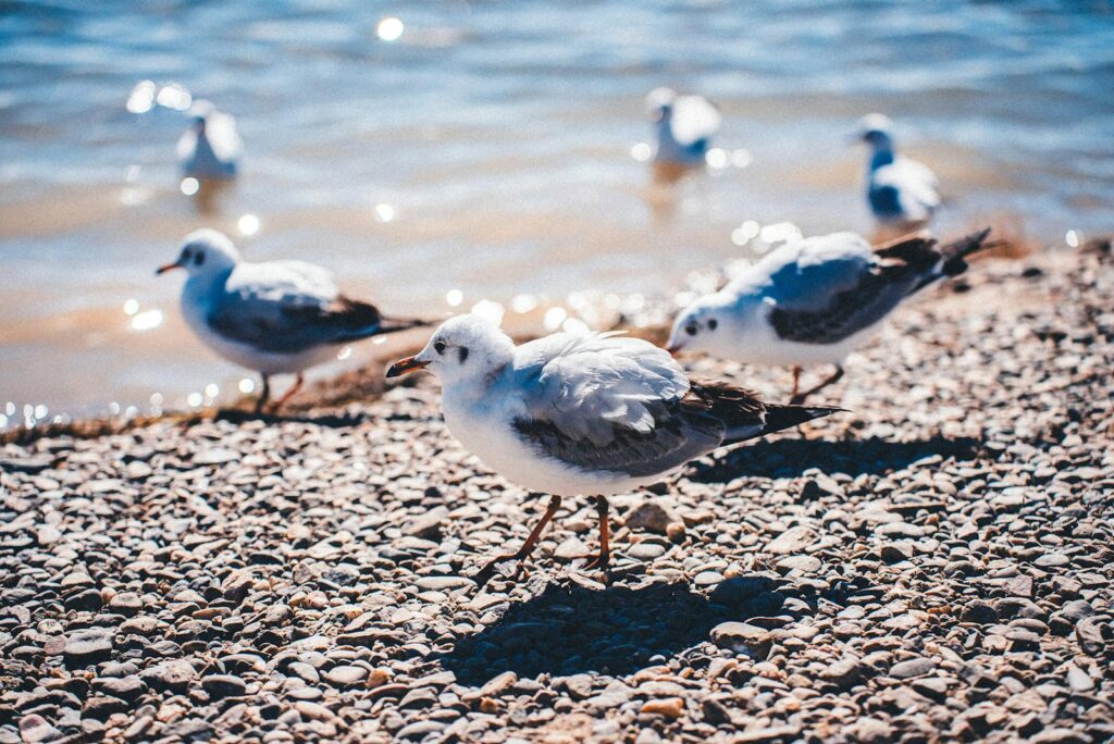 Several Black-headed Gulls stand on a rocky shore near the water.
