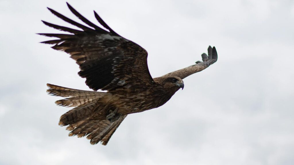 A powerful hawk elegantly soars through a cloudy sky, showcasing its wings.