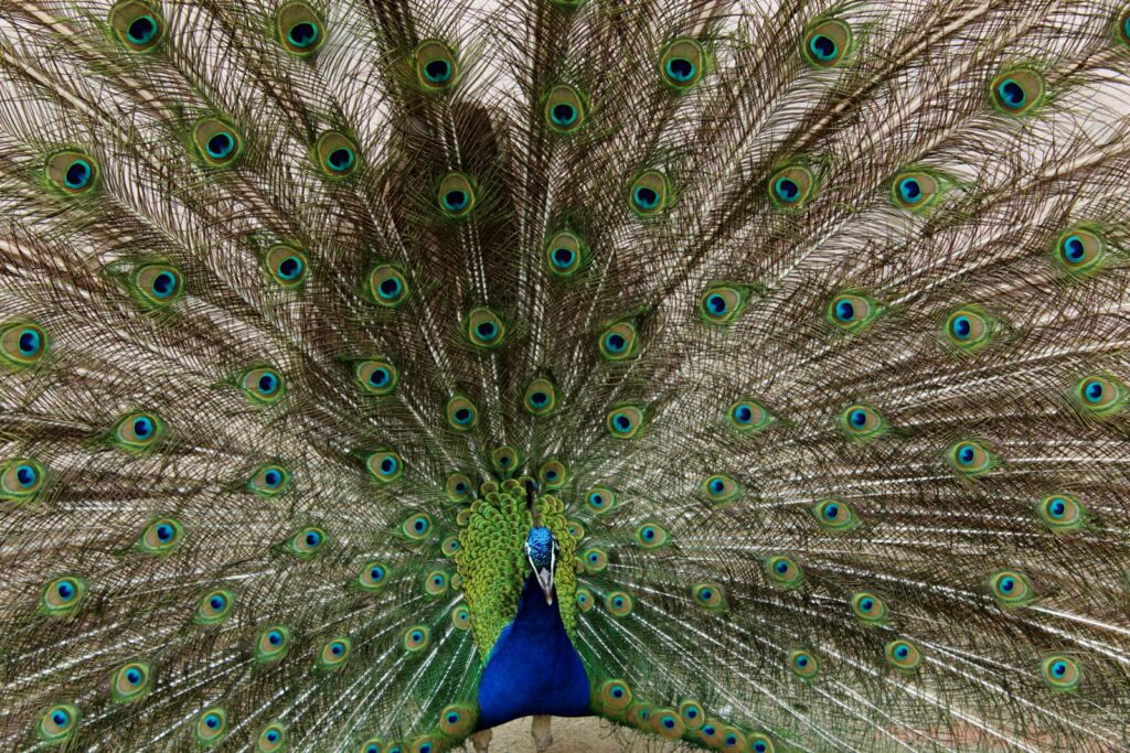 Majestic peacock with vibrant feathers fully displayed.