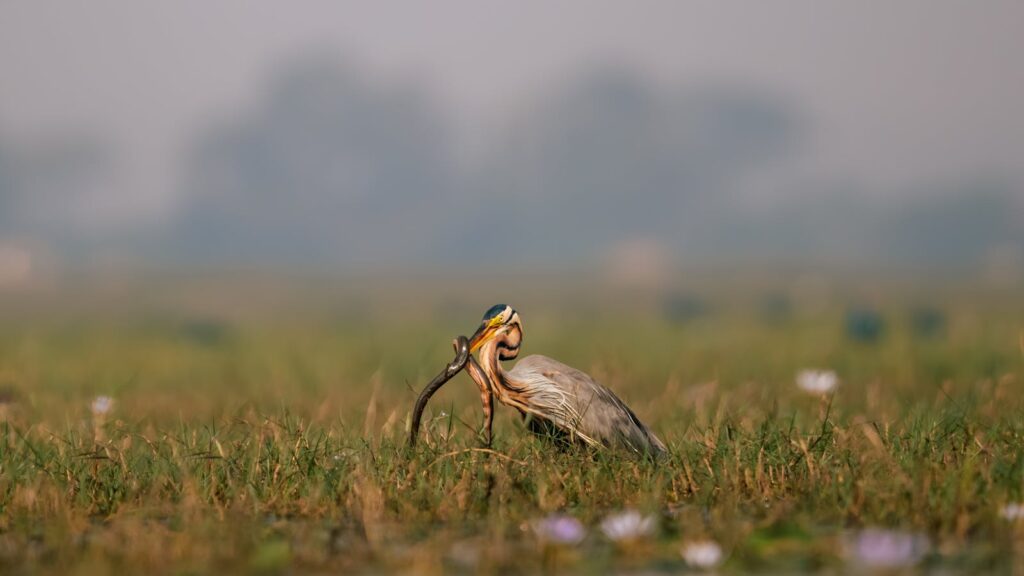 A heron catches a snake in a misty marshland, showcasing wildlife in action.