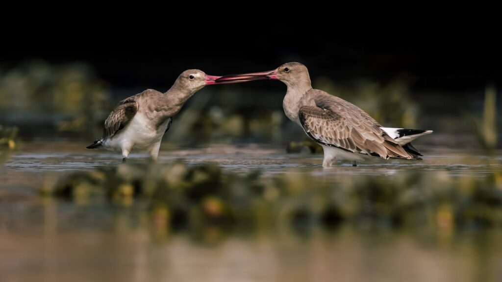 Two Black-tailed Godwits engaging in behavior at Mangalajodi wetlands, Odisha, India.