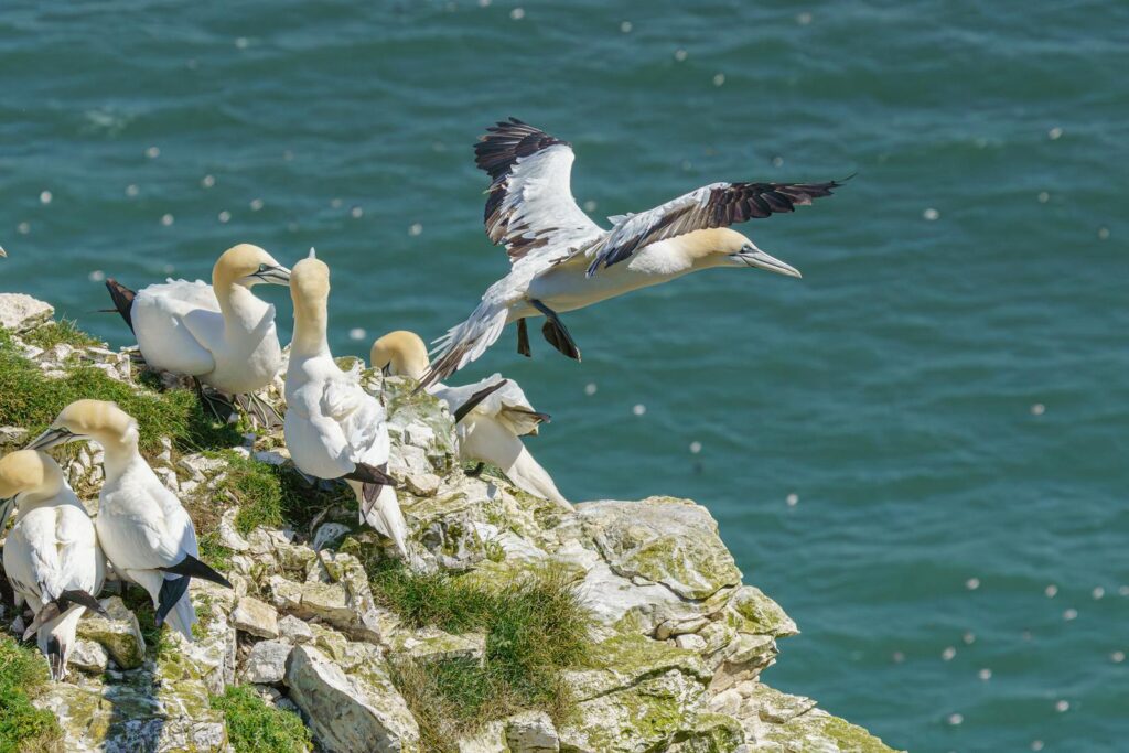 A Northern Gannet with white and brown plumage flies over the ocean.