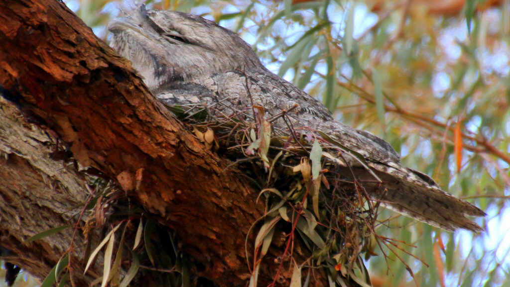 Male Tawny Frogmouth sitting on a nest