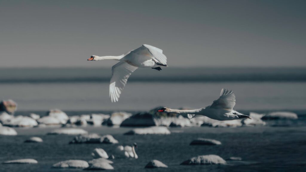Two graceful swans soar over the Baltic sea in Estonia, showcasing natural beauty.