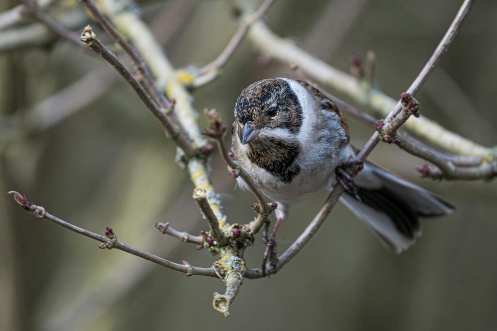 Close-up of a Common Reed Bunting perched on leafless branches in the UK.