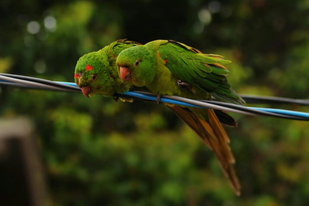 Two vibrant green parakeets perched on wires amidst lush greenery.