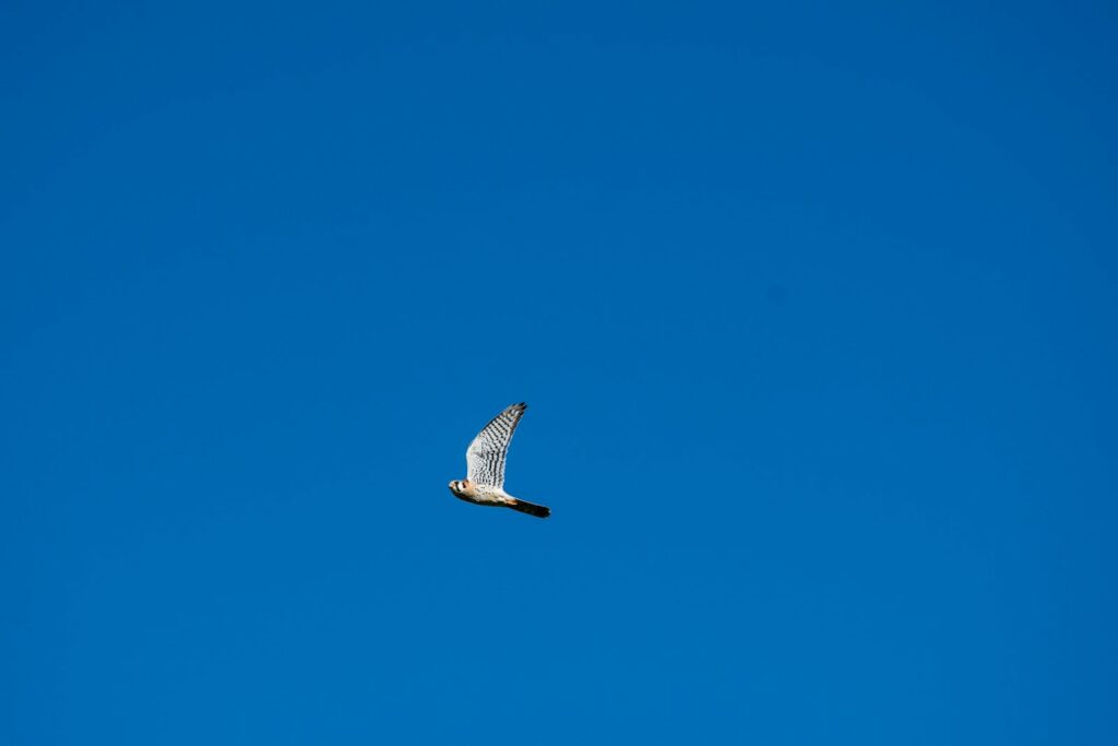A beautiful American kestrel soaring in the clear blue sky of Brownsville, Texas.