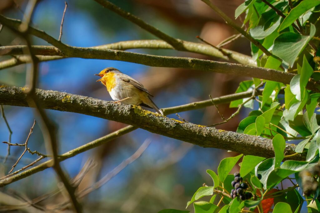 A European Robin singing on a tree branch against a backdrop of lush green leaves.