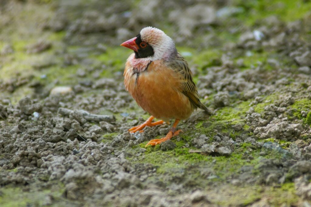 Close-up of a red-billed quelea bird standing on a moss-covered surface in natural setting.
