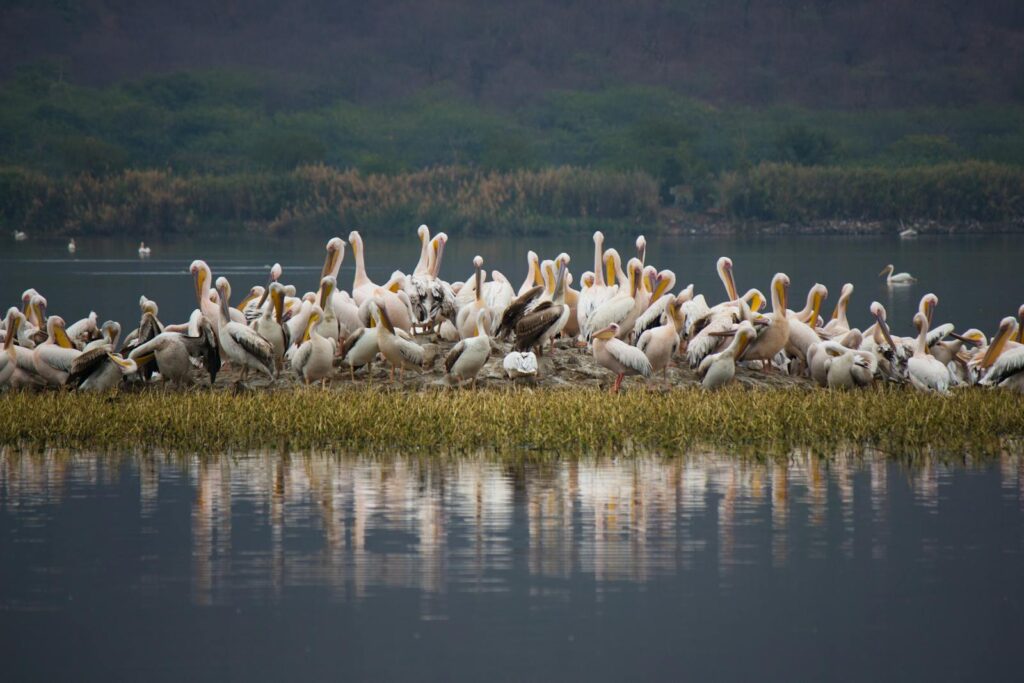 A serene scene of pelicans gathering on a grassy island in a reflective lake.