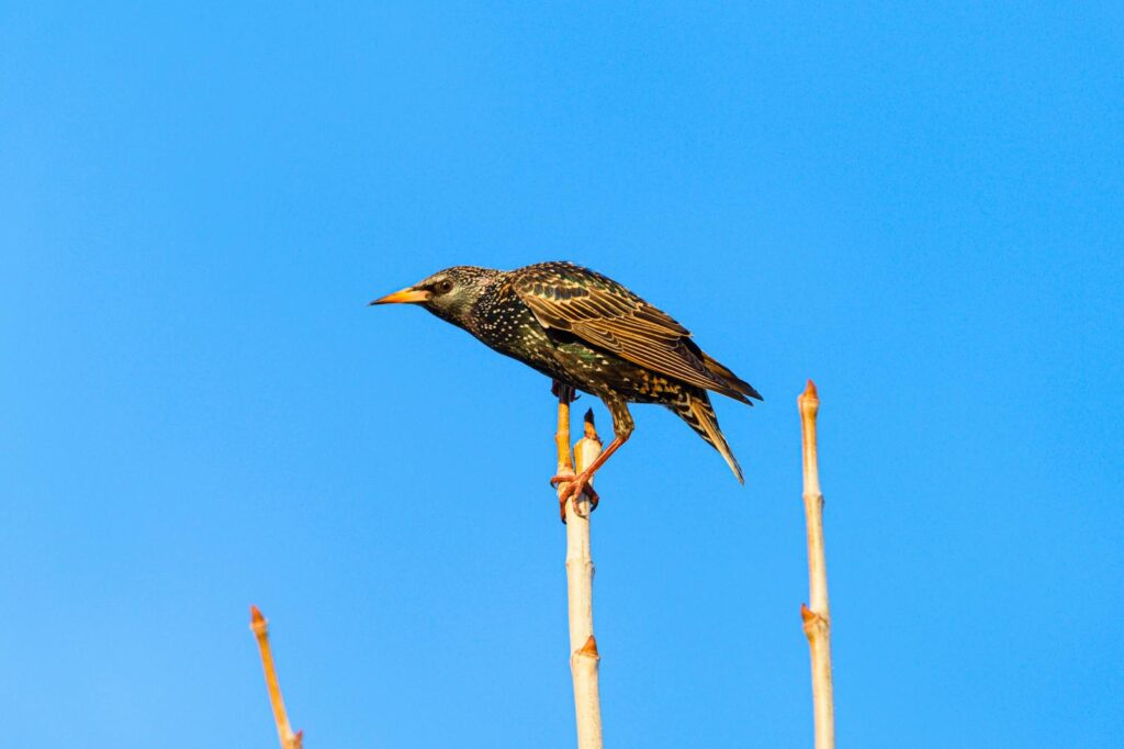 A European Starling perched on a bare branch under a clear blue sky.
