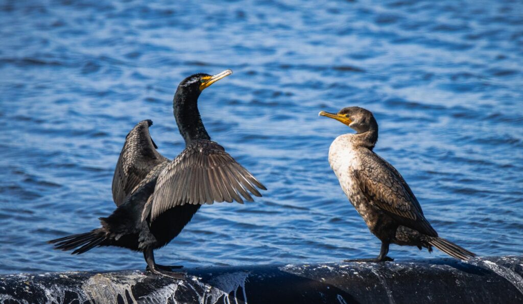Two cormorants standing by a lake, one with open wings.