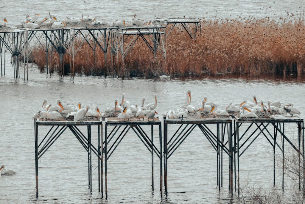 White pelicans nesting on metal platforms in a serene wetland environment.