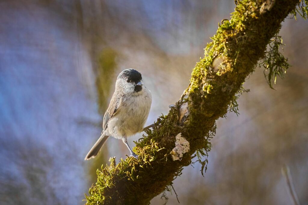 A chickadee on a moss-covered branch, set against a blurred natural background.