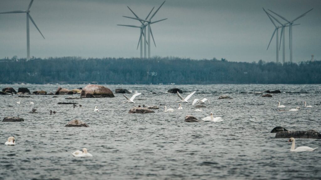 Swan flock glides on a lake with distant wind turbines under a cloudy sky.