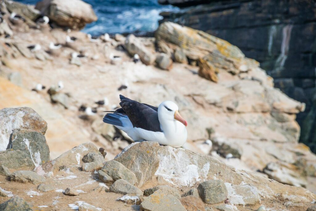 Close-up of a Black-browed Albatross resting on rocky terrain in the Falkland Islands.