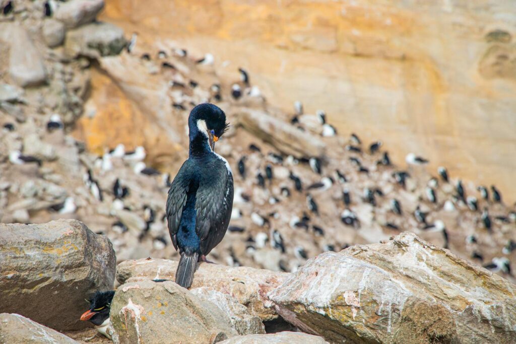 Close-up of an imperial shag amidst a colony in the Falkland Islands, showcasing wildlife.