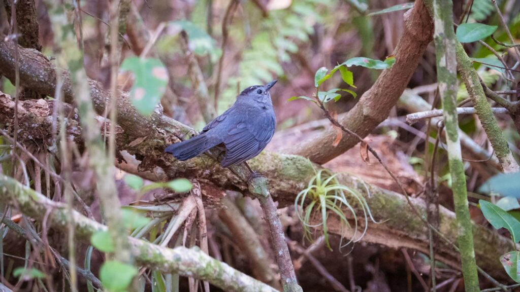 A small bird rests on a branch amidst dense forest foliage, captured in natural light.