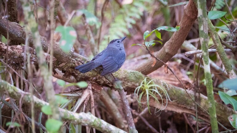 A small bird rests on a branch amidst dense forest foliage, captured in natural light.