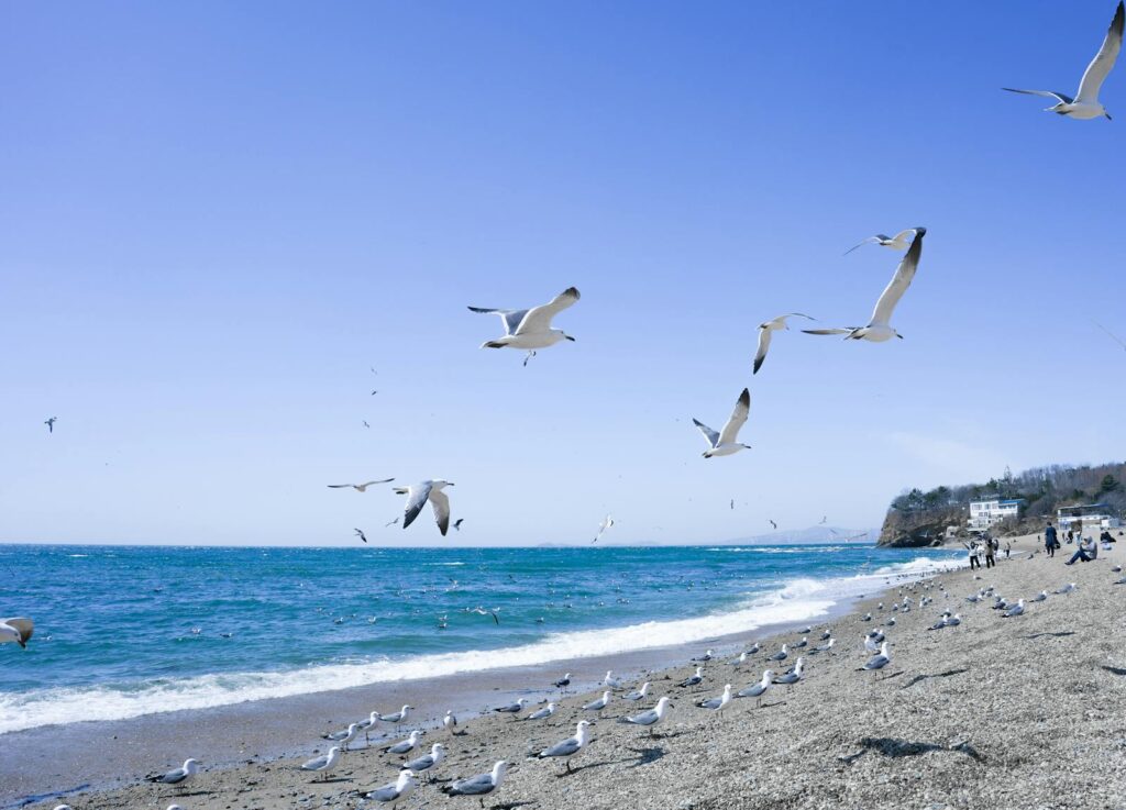 Numerous seagulls soar over a tranquil beach on a bright sunny day, creating a serene coastal scene.