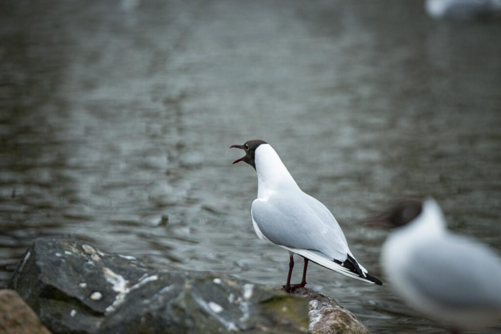 A Black-headed Gull stands with its beak open.