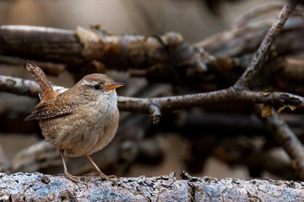 A detailed view of a Eurasian Wren perched on a branch, showcasing its intricate feather patterns.