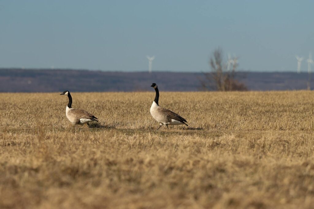 Two Canada geese walking in an open field on Visingsö, Jonkoping County, Sweden, with wind turbines in the background.