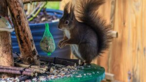 Squirrel caught snacking on birdseed from a garden table