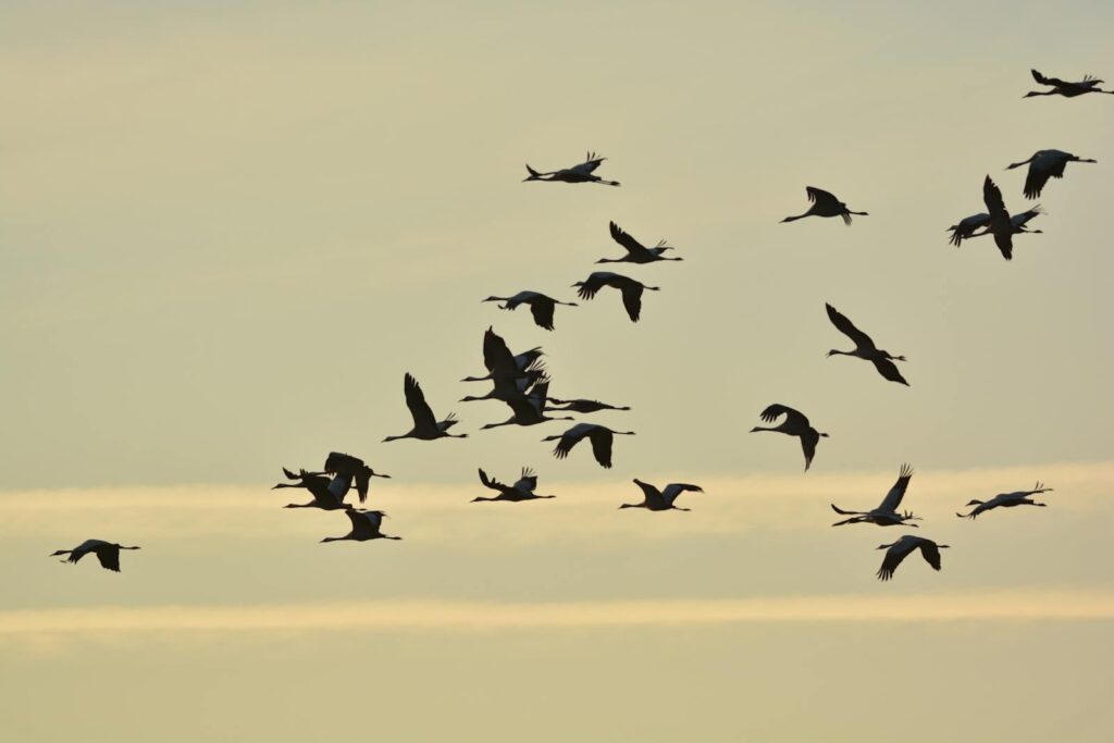 A large flock of Common Cranes silhouetted against a pale sky.