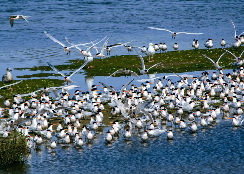 A large flock of terns gathered on a water body, some in flight, depicting serene natural scene.