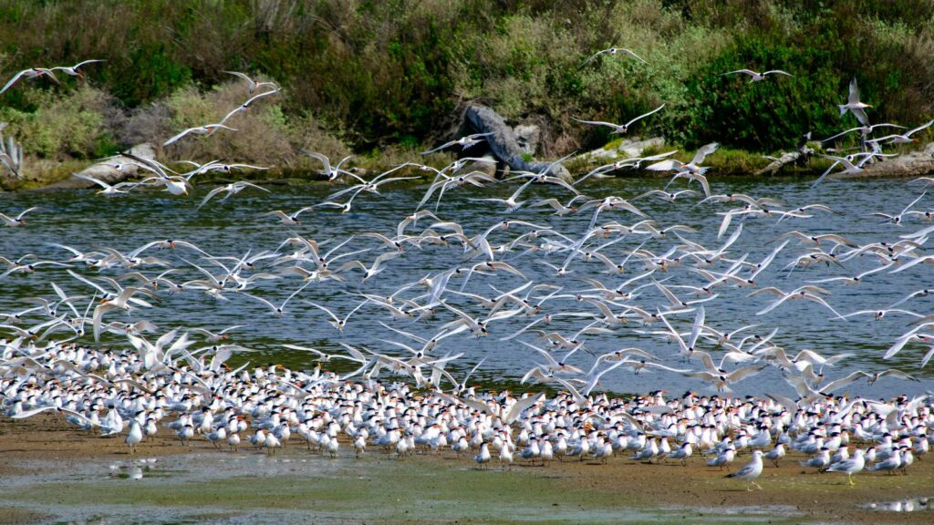 Flock of terns gathered in marshland, some in flight during migration