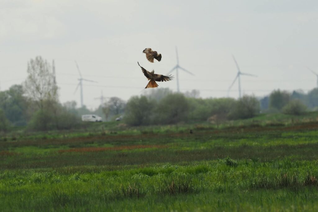 Two birds soaring in a field with wind turbines in Hambergen, Germany.