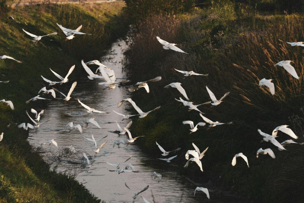 A serene moment captured as a flock of white birds takes flight over a gentle stream at sunset.
