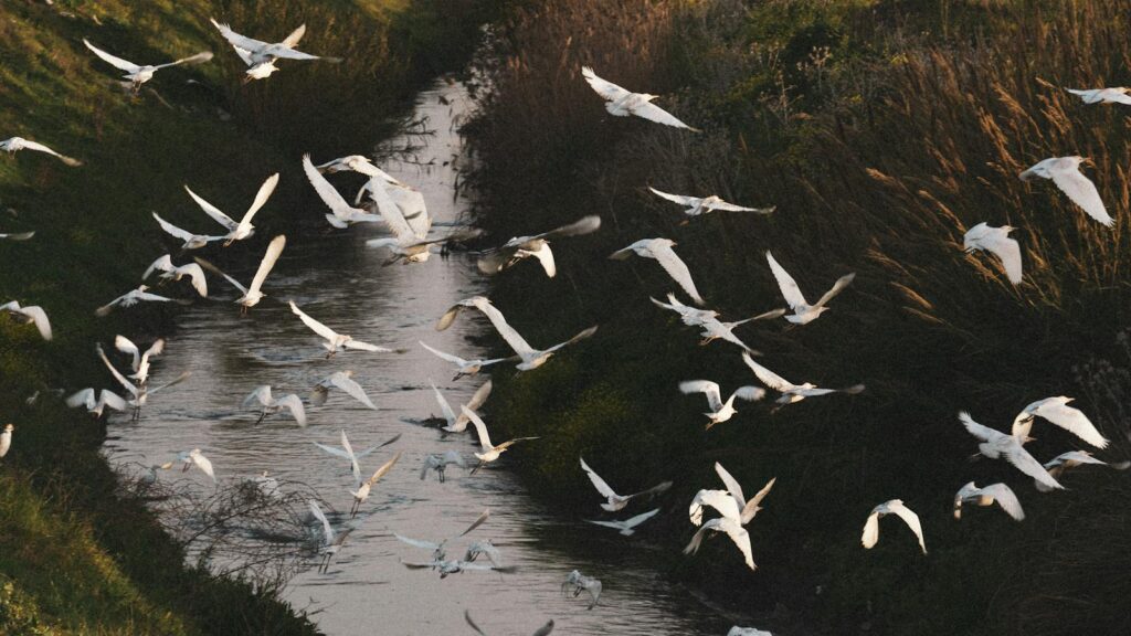 A serene moment captured as a flock of white birds takes flight over a gentle stream at sunset.