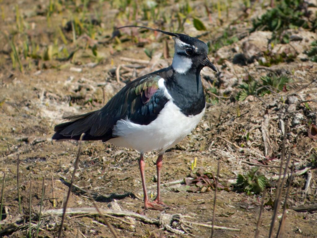 Close-up of a Northern Lapwing (Vanellus vanellus) in its natural habitat.