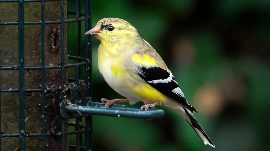 American Goldfinch perched on metal bird feeder in backyard garden