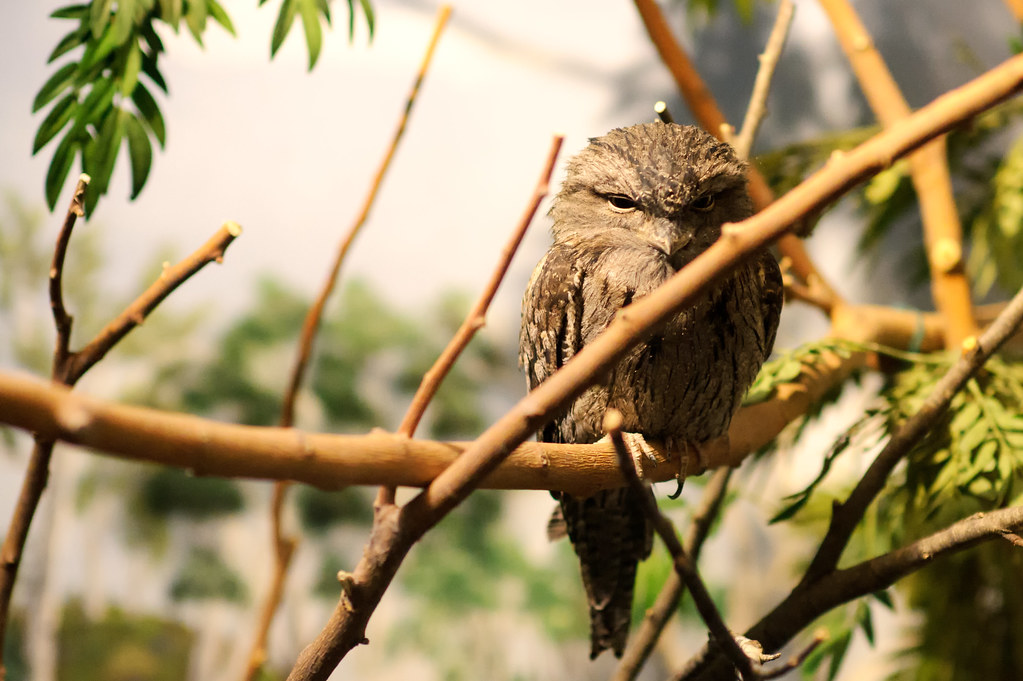 A tawny frogmouth with patterned feathers perches on a branch with its eyes closed.