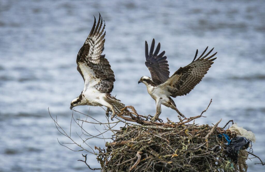 Two ospreys engaged in nest-building by the waterside, depicting nature's cycle of life.