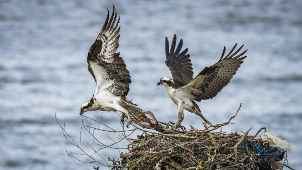 Two ospreys engaged in nest-building by the waterside, depicting nature's cycle of life.