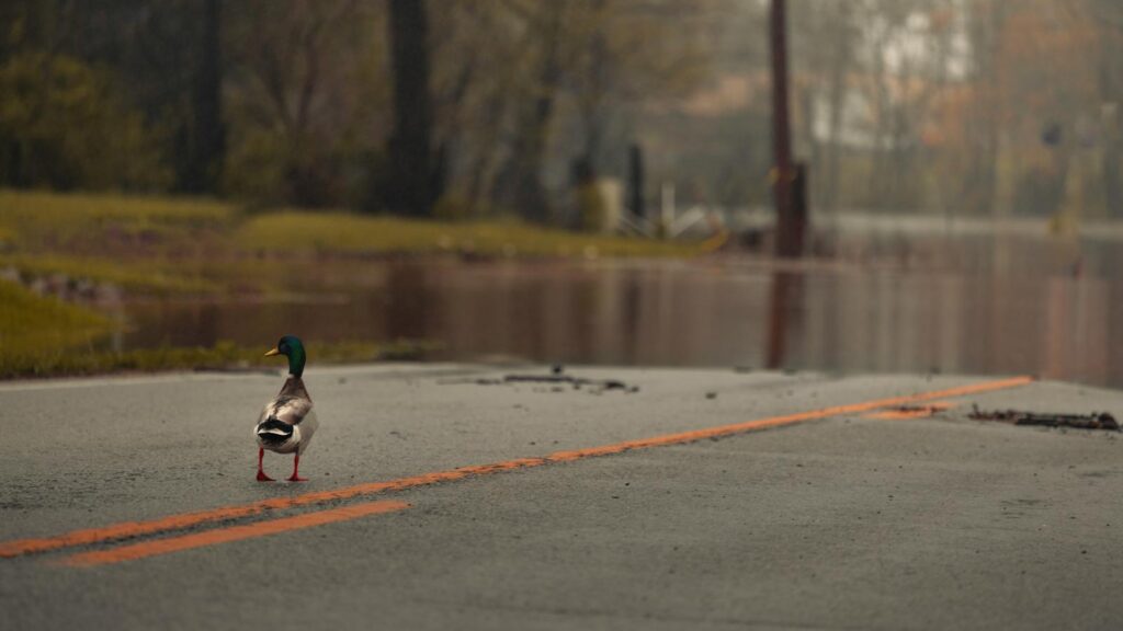 Mallard duck standing on a flooded street after heavy storm